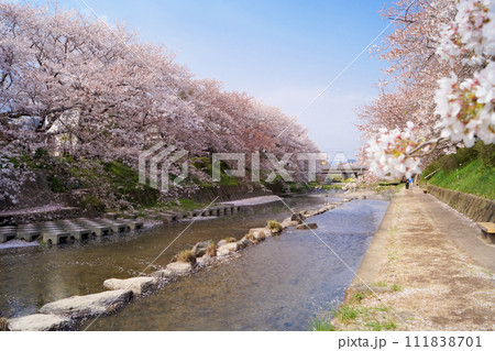 満開の桜が咲く川辺の散歩道 満開の桜が咲く川辺の散歩道 111838701