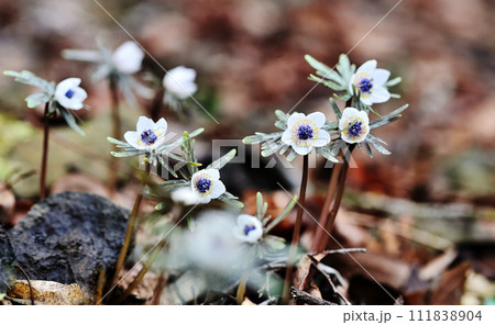 雑木林の林床でヒッソリと咲く節分草 雑木林の林床でヒッソリと咲く節分草 111838904