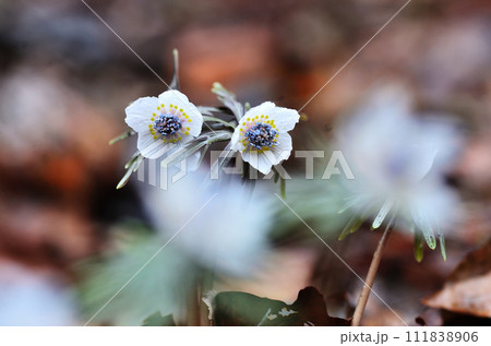 雑木林の林床でヒッソリと咲く節分草 111838906