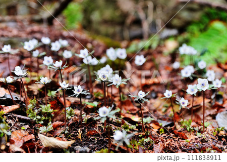 雑木林の林床でヒッソリと咲く節分草 111838911