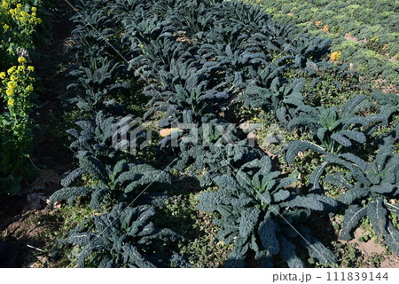 キャベツ栽培・ビタミンUが胃にやさしい健康野菜。結球キャベツやカーボロネロやサボイキャベツなど多品種 キャベツ栽培・ビタミンUが胃にやさしい健康野菜。結球キャベツやカーボロネロやサボイキャベツなど多品種 111839144