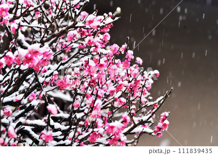 梅の花に遅い春の名残雪 111839435