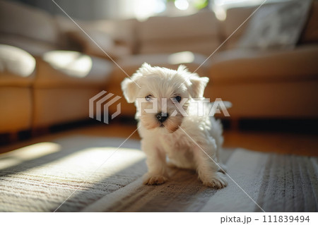 AI-generated content. A small white dog is seated on a wooden floor, calmly observing the surroundings. AI-generated content. A small white dog is seated on a wooden floor, calmly observing the surroundings. 111839494