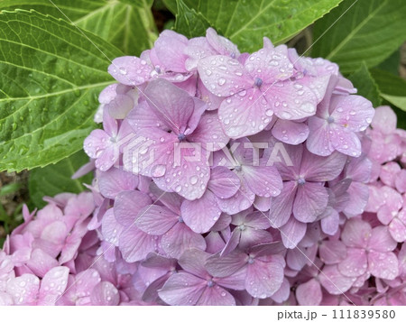 雨に濡れたピンクの紫陽花 雨に濡れたピンクの紫陽花 111839580