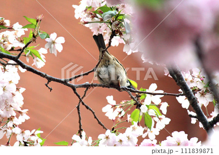 大阪造幣局の桜の通り抜けとスズメ1 大阪造幣局の桜の通り抜けとスズメ1 111839871