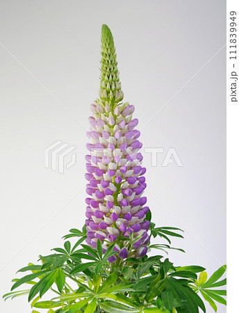 ルピナス20230203 ルピナス20230203 111839949