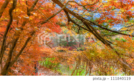 【長野県】雲場池の散策路の紅葉 ※軽井沢の自然風景 【長野県】雲場池の散策路の紅葉 ※軽井沢の自然風景 111840119