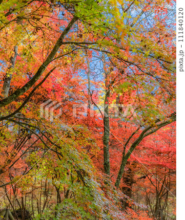 【長野県】別荘地の紅葉 ※軽井沢の自然風景 【長野県】別荘地の紅葉 ※軽井沢の自然風景 111840120
