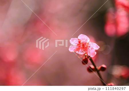 紅梅(紅千鳥)一輪をクローズアップ 紅梅(紅千鳥)一輪をクローズアップ 111840297