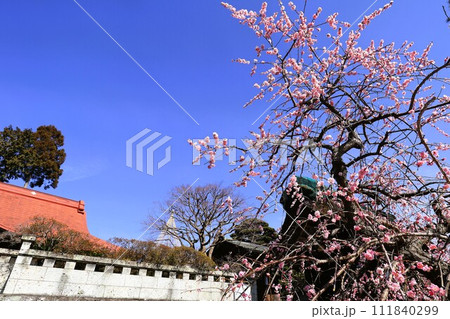 青梅市明白院のしだれ梅 111840299