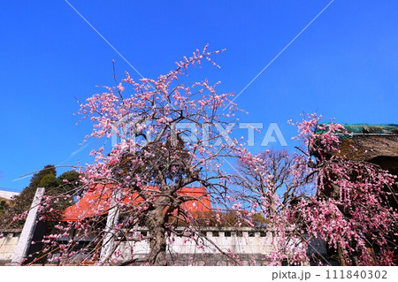 青梅市明白院のしだれ梅 111840302