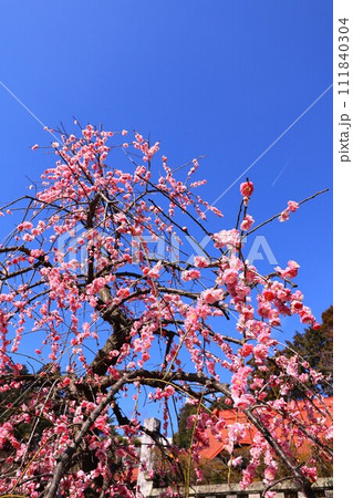 青梅市明白院のしだれ梅 111840304