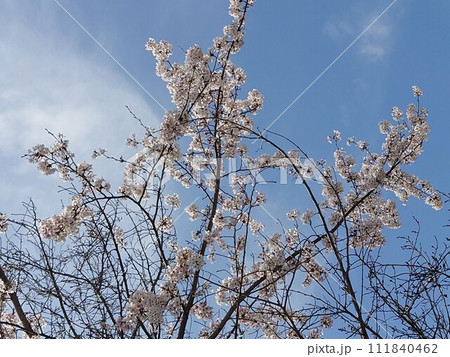 青空に映える桜 青空に映える桜 111840462