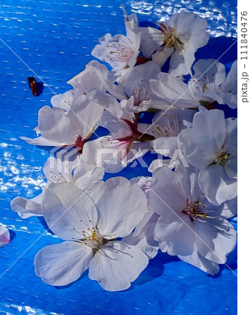 桜の花びらたち 桜の花びらたち 111840476