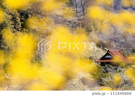 青梅市の梅の公園から花を前ボケに菅原神社方面を望む 青梅市の梅の公園から花を前ボケに菅原神社方面を望む 111840666