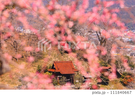 青梅市の梅の公園から花を前ボケに菅原神社方面を望む 青梅市の梅の公園から花を前ボケに菅原神社方面を望む 111840667