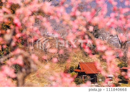青梅市の梅の公園から花を前ボケに菅原神社方面を望む 111840668