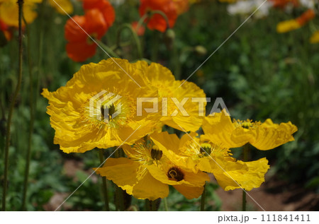 博多湾　のこのしまアイランドパーク 花の小径　ポピー 111841411