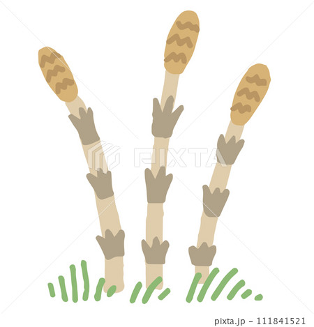 つくしのイラスト(文字なし) つくしのイラスト(文字なし) 111841521