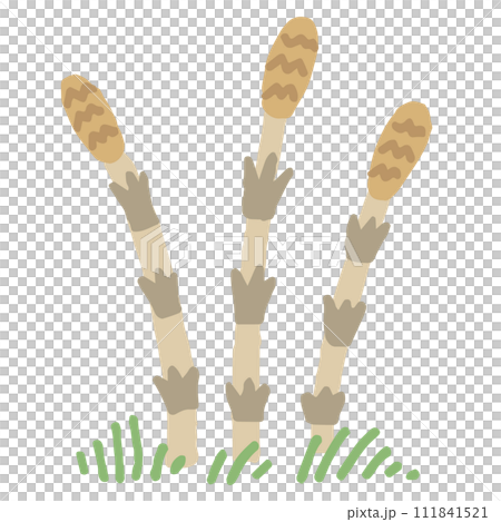 つくしのイラスト(文字なし) つくしのイラスト(文字なし) 111841521