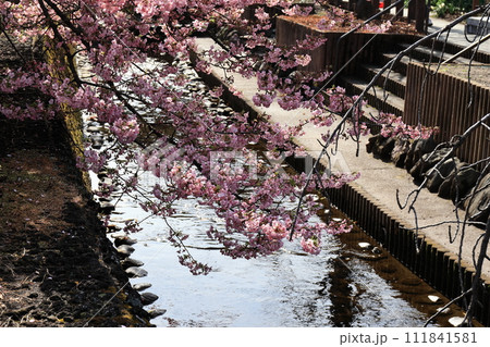 川沿いに咲く河津桜 111841581