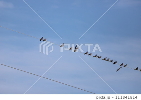 電線に集まってきたハト 111841814