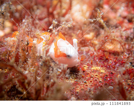 クマドリカエルアンコウ クマドリカエルアンコウ 111841893