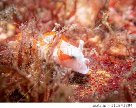 クマドリカエルアンコウ クマドリカエルアンコウ 111841894