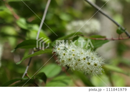 ウワミズザクラ花のアップ 111841979