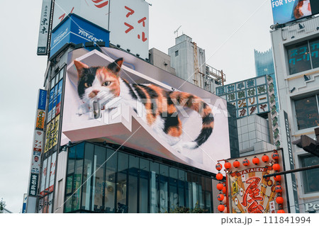 Giant cat 3D calico on the Cross Shinjuku Vision screen. Landmark and popular for tourist attraction in Shinjuku. Tokyo, Japan, 17 November 2023 111841994