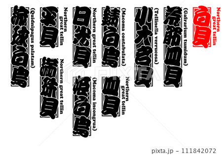 貝 白貝 シロカイ しろかい Shirokai Northern great tellin 英語 111842072