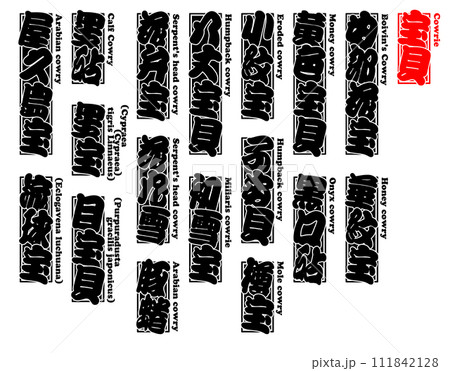 貝 宝貝 タカラガイ たからがい Takaragai Cowrie 英語 貝 宝貝 タカラガイ たからがい Takaragai Cowrie 英語 111842128