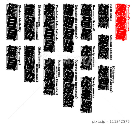 貝 悪鬼貝 アッキガイ あっきがい Akkigai Troschel's murex 英語 1 貝 悪鬼貝 アッキガイ あっきがい Akkigai Troschel's murex 英語 1 111842573