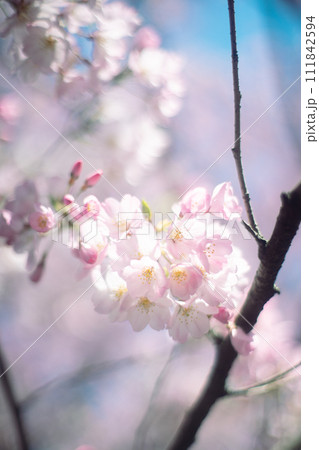 桜 111842594