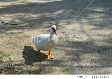 沖縄の観音アヒル 沖縄の観音アヒル 111843381