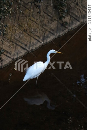 ゆずの里もろやま町のクズ川に飛来した一羽の白鷺の生態写真 ゆずの里もろやま町のクズ川に飛来した一羽の白鷺の生態写真 111843437