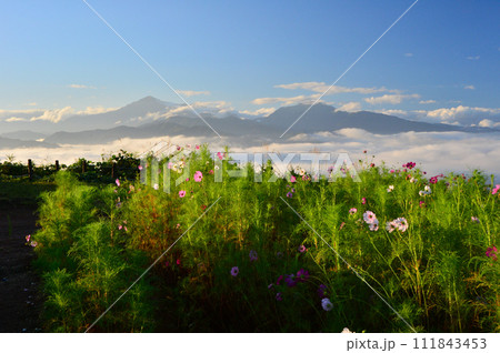 高原のコスモス園から望む越後三山の風景 111843453