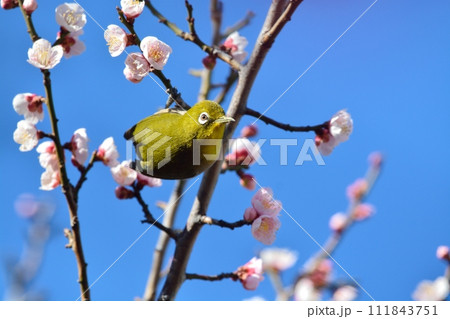 メジロと梅の花 メジロと梅の花 111843751