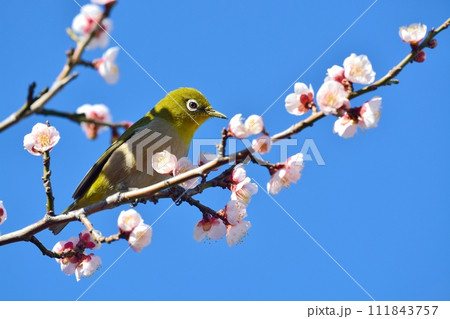 メジロと梅の花 111843757