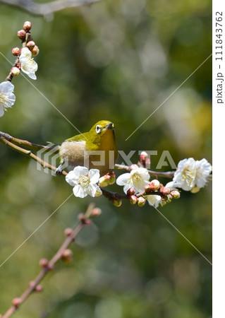 メジロと梅の花 111843762