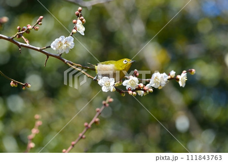 メジロと梅の花 111843763