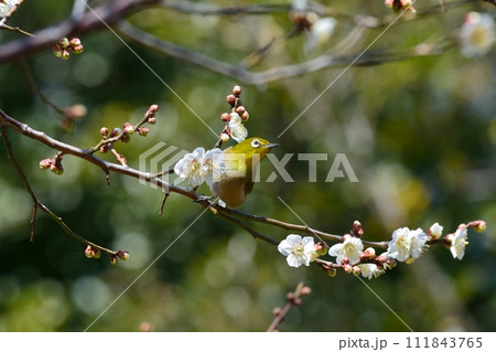 メジロと梅の花 111843765