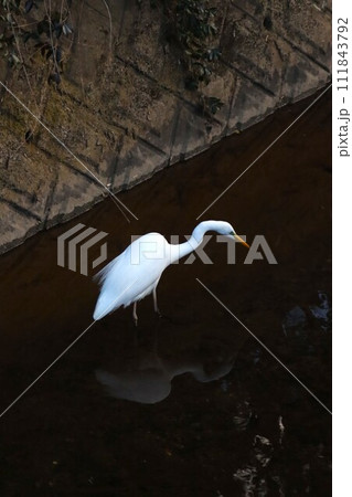ゆずの里もろやま町のクズ川で獲物を探す白鷺の生態写真 111843792