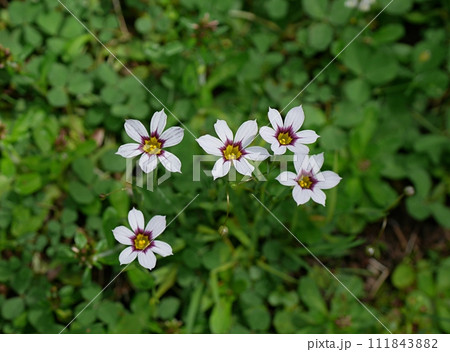 小さなニワゼキショウの花02 111843882