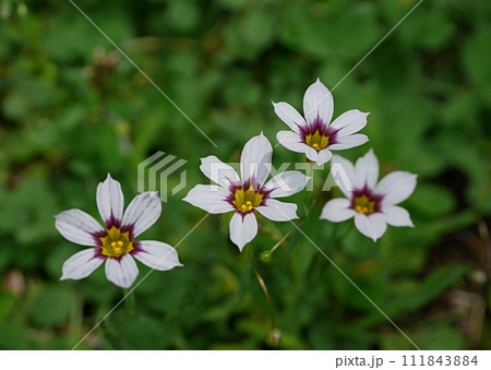 小さなニワゼキショウの花03 111843884