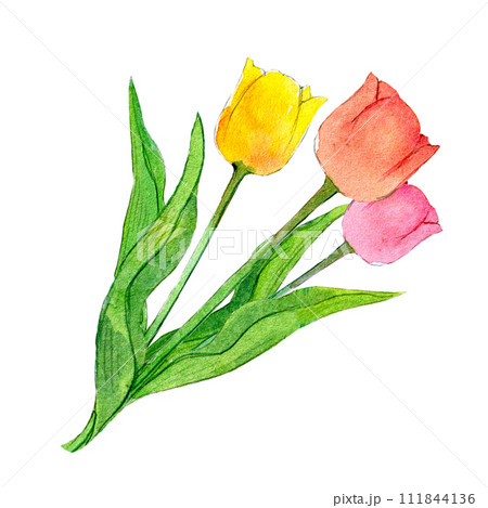 水彩イラスト チューリップの花束のイラスト素材 [111844136] - PIXTA