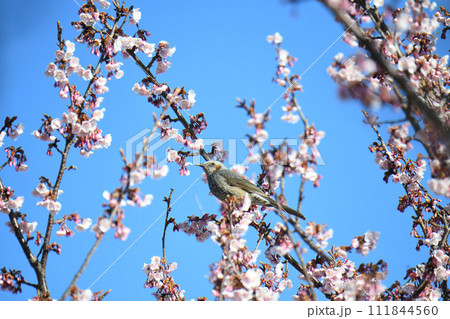 ヒヨドリと日立紅寒桜 ヒヨドリと日立紅寒桜 111844560