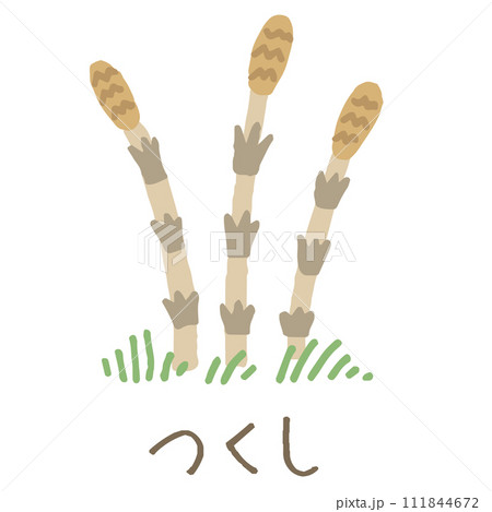 つくしのイラスト(名称あり) つくしのイラスト(名称あり) 111844672
