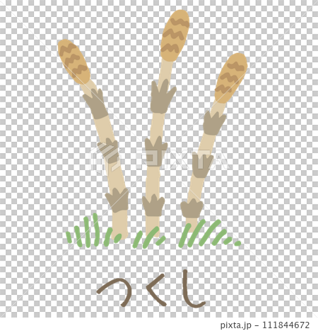 Horsetail illustration (with name) 111844672