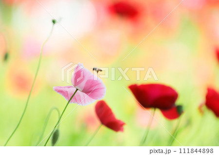 ピンクのポピーとミツバチ ピンクのポピーとミツバチ 111844898